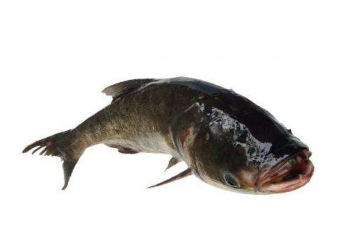 胖頭魚身子怎么做好吃 這幾招就夠了 胖頭魚身子怎么做好吃 這幾招就夠了