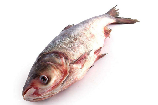 胖頭魚刺多嗎 并不算多 胖頭魚刺多嗎 并不算多