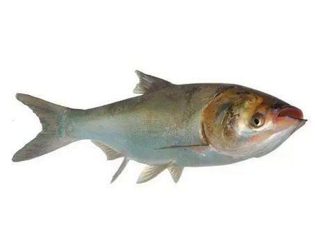 胖頭魚有魚子嗎 肯定是有的 胖頭魚有魚子嗎 肯定是有的