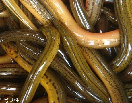 黃鱔能和絲瓜一起吃嗎 做湯炒都可以 黃鱔能和絲瓜一起吃嗎 做湯炒都可以