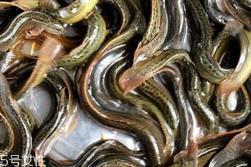 泥鰍為什么怕鹽 原來(lái)是這個(gè)原因