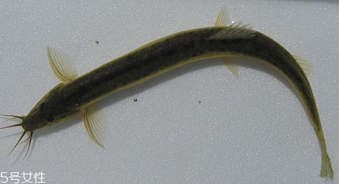 泥鰍為什么那么滑 是粘液在作怪 泥鰍為什么那么滑 是粘液在作怪