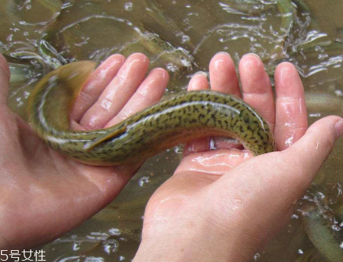 泥鰍吐泥的方法 方法超級簡單 泥鰍吐泥的方法 方法超級簡單