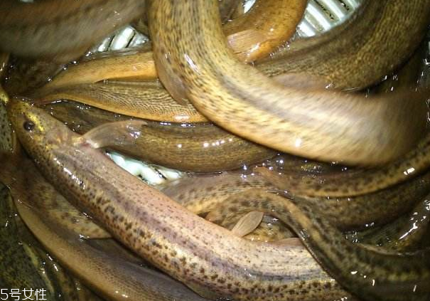 泥鰍吐泥的方法 方法超級簡單 泥鰍吐泥的方法 方法超級簡單