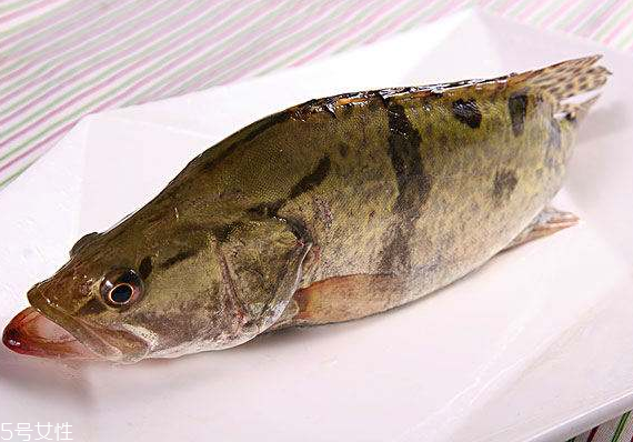 桂魚(yú)有刺嗎 刺還挺少的
