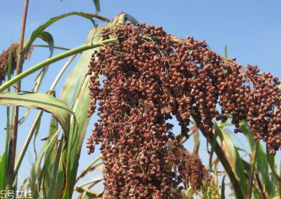 高粱酒是什么香型 特殊香型 高粱酒是什么香型 特殊香型