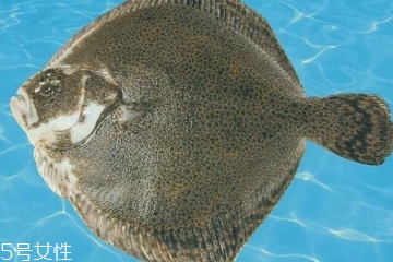 多寶魚怎么殺 用對(duì)方法很重要 多寶魚怎么殺 用對(duì)方法很重要