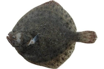 多寶魚營(yíng)養(yǎng)價(jià)值 超豐富的營(yíng)養(yǎng)價(jià)值 多寶魚營(yíng)養(yǎng)價(jià)值 超豐富的營(yíng)養(yǎng)價(jià)值