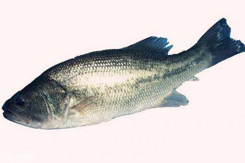 鱸魚為什么那么貴 因?yàn)闋I養(yǎng)價(jià)值高