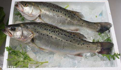 鱸魚(yú)如何去腥味 教你一招去腥味 鱸魚(yú)如何去腥味 教你一招去腥味