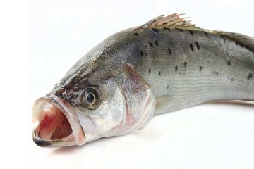 鱸魚開水蒸還是冷水蒸 熱水下鍋 鱸魚開水蒸還是冷水蒸 熱水下鍋