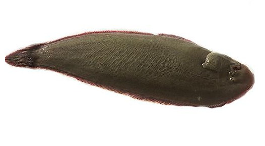 龍利魚可以生吃嗎 需經(jīng)過處理 龍利魚可以生吃嗎 需經(jīng)過處理