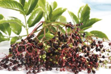 如何提高免疫力 五種食物幫你提高免疫力 如何提高免疫力 五種食物幫你提高免疫力