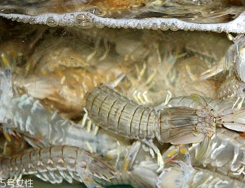 皮皮蝦怎么剝 看了就會(huì)了 皮皮蝦怎么剝 看了就會(huì)了