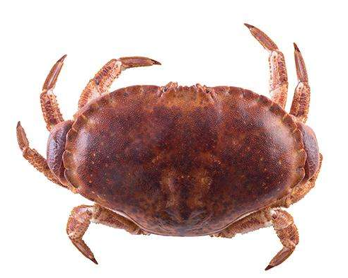 面包蟹分公母嗎 肯定分公母 面包蟹分公母嗎 肯定分公母