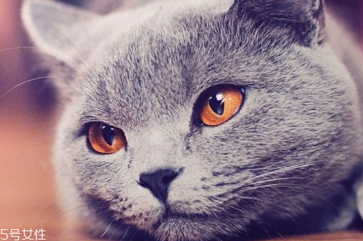 美瞳買多久的好 選對(duì)了有效避免浪費(fèi) 美瞳買多久的好 選對(duì)了有效避免浪費(fèi)