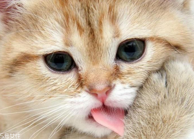 美瞳買多久的好 選對(duì)了有效避免浪費(fèi) 美瞳買多久的好 選對(duì)了有效避免浪費(fèi)