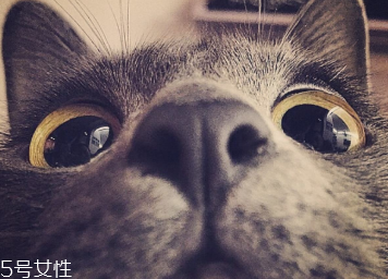 美瞳什么材質(zhì)的好 各有各的優(yōu)點(diǎn) 美瞳什么材質(zhì)的好 各有各的優(yōu)點(diǎn)