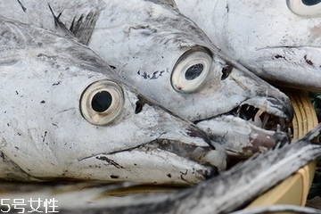帶魚頭可以吃嗎 可以吃但是要經(jīng)過(guò)處理