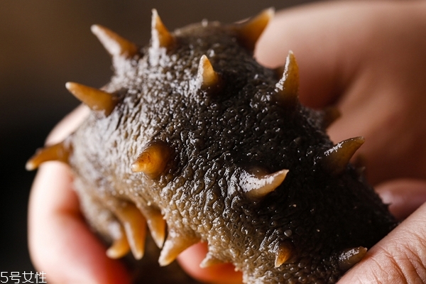 海參為什么會化成水 竟是這個(gè)原因