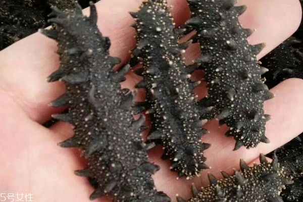 海參哪里的好 北方海參質(zhì)量更好 海參哪里的好 北方海參質(zhì)量更好