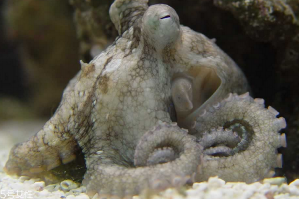 章魚為什么切了還會動 神奇的章魚 章魚為什么切了還會動 神奇的章魚