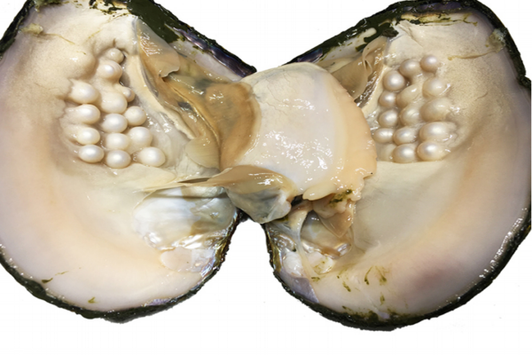 河蚌能和牛肉一起吃嗎 這個搭配沒毛病 河蚌能和牛肉一起吃嗎 這個搭配沒毛病