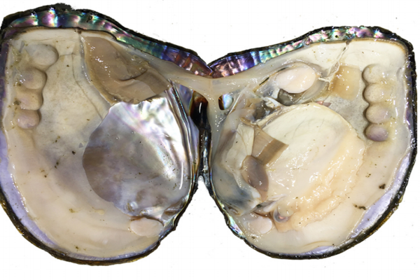 河蚌能和牛肉一起吃嗎 這個搭配沒毛病 河蚌能和牛肉一起吃嗎 這個搭配沒毛病