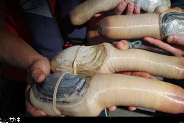 象拔蚌味道怎么樣 鮮味十足 象拔蚌味道怎么樣 鮮味十足