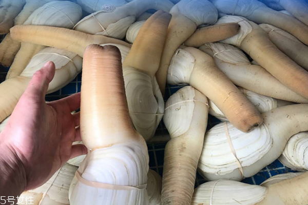 象拔蚌如何生吃 做法超簡單 象拔蚌如何生吃 做法超簡單