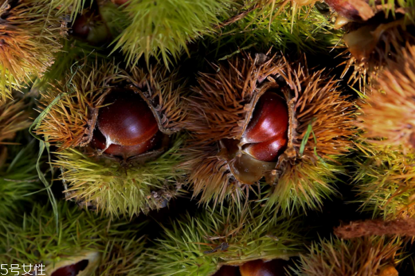 板栗可以和魚一起吃嗎 魚是可以的 板栗可以和魚一起吃嗎 魚是可以的