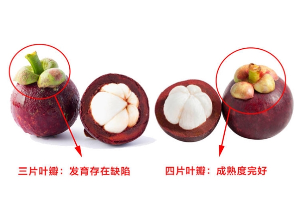 山竹怎么選才是新鮮的 又甜又水嫩的山竹這樣挑 山竹怎么選才是新鮮的 又甜又水嫩的山竹這樣挑