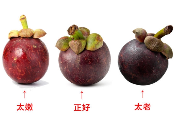 山竹怎么選才是新鮮的 又甜又水嫩的山竹這樣挑 山竹怎么選才是新鮮的 又甜又水嫩的山竹這樣挑