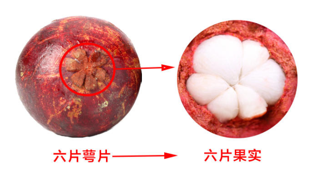 山竹怎么選才是新鮮的 又甜又水嫩的山竹這樣挑 山竹怎么選才是新鮮的 又甜又水嫩的山竹這樣挑