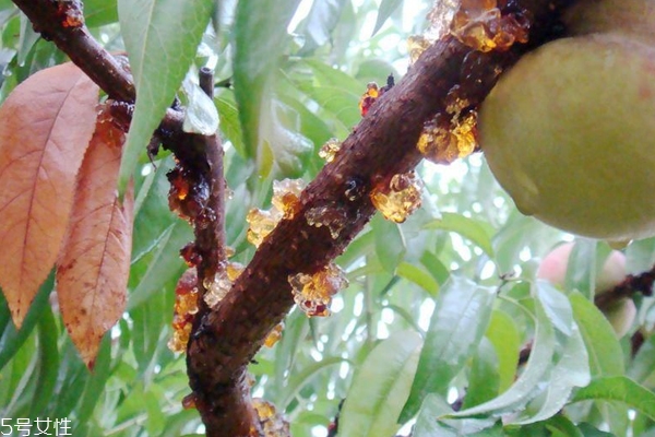 桃膠怎么看真假 3個方法讓購買不踩雷 桃膠怎么看真假 3個方法讓購買不踩雷