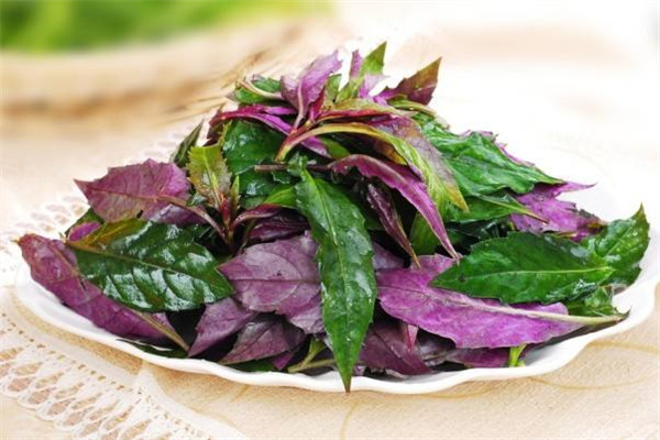 紅鳳菜怎么吃 紅鳳菜是什么菜 紅鳳菜怎么吃 紅鳳菜是什么菜