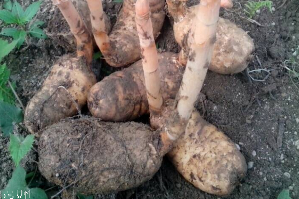 天麻怎么吃 食療效果好 天麻怎么吃 食療效果好