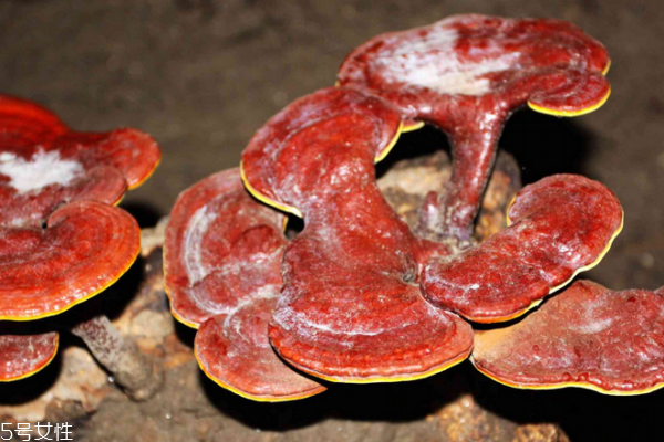 靈芝是真菌嗎 屬于這個類別 靈芝是真菌嗎 屬于這個類別