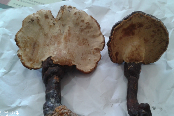 靈芝是真菌嗎 屬于這個類別 靈芝是真菌嗎 屬于這個類別