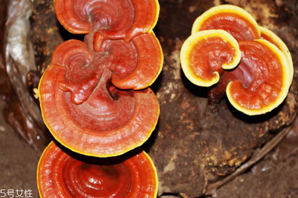 靈芝是補品嗎 滋補中藥 靈芝是補品嗎 滋補中藥