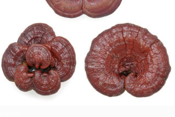 靈芝會(huì)上火嗎 不會(huì)出現(xiàn)上火現(xiàn)象 靈芝會(huì)上火嗎 不會(huì)出現(xiàn)上火現(xiàn)象