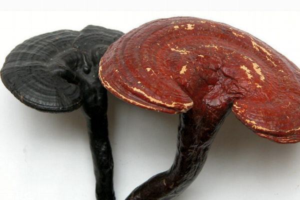 靈芝會(huì)上火嗎 不會(huì)出現(xiàn)上火現(xiàn)象 靈芝會(huì)上火嗎 不會(huì)出現(xiàn)上火現(xiàn)象