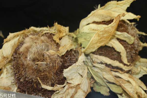 天山雪蓮價格 價格昂貴 天山雪蓮價格 價格昂貴