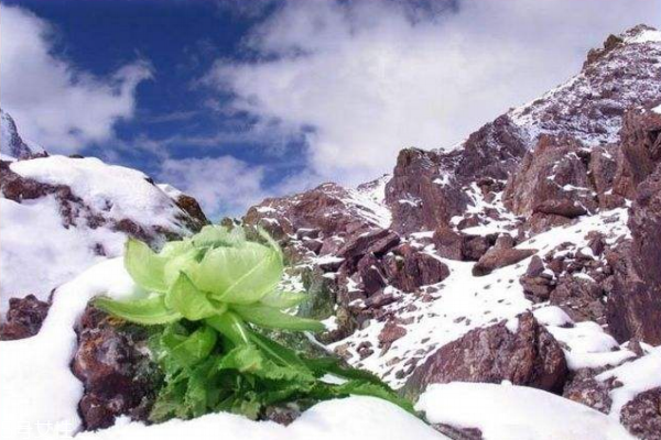 天山雪蓮是哪里的特產(chǎn) 新疆烏魯木齊 天山雪蓮是哪里的特產(chǎn) 新疆烏魯木齊