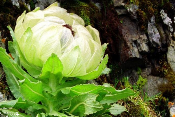 天山雪蓮的副作用 其實(shí)不存在 天山雪蓮的副作用 其實(shí)不存在