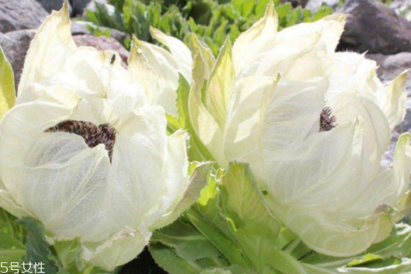 天山雪蓮的副作用 其實(shí)不存在 天山雪蓮的副作用 其實(shí)不存在