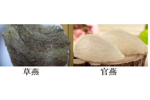 燕窩真假怎么分辨 注意3點再也不會上當 燕窩真假怎么分辨 注意3點再也不會上當