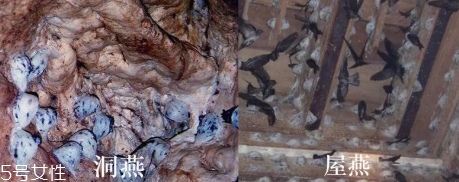 燕窩真假怎么分辨 注意3點再也不會上當 燕窩真假怎么分辨 注意3點再也不會上當