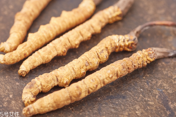 冬蟲(chóng)夏草怎么吃最好 吃蟲(chóng)草一定要看 冬蟲(chóng)夏草怎么吃最好 吃蟲(chóng)草一定要看