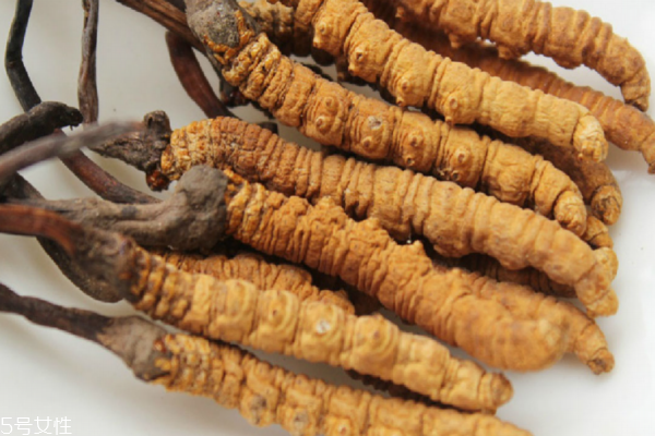 冬蟲(chóng)夏草怎么吃最好 吃蟲(chóng)草一定要看 冬蟲(chóng)夏草怎么吃最好 吃蟲(chóng)草一定要看